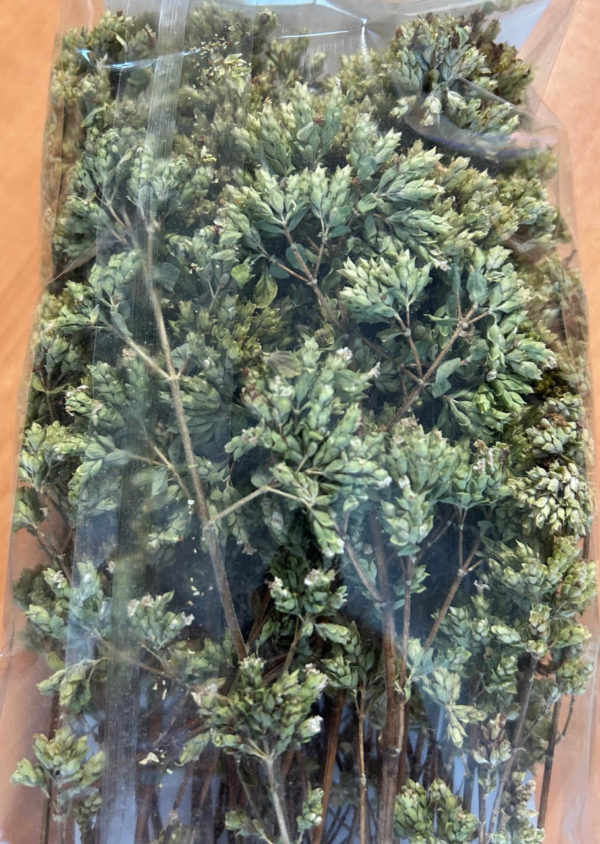 Origano Ramo